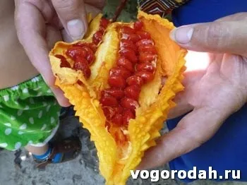 Вирощування момордики (момордики) вирощування момордики