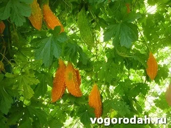 Вирощування момордики (вирощування) вирощування момордики