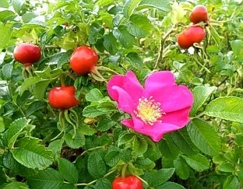 Вирощування шипшини як бізнес