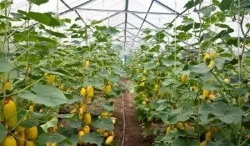 Високоврожайні і найбільш смачні самозапильних сорти огірків (одного метра квадратного) Високоврожайні і найбільш смачні самозапильних сорти огірків