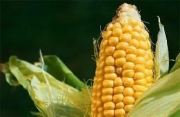 Вирощування цукрової кукурудзи з розсади, у відкритому грунті, на дачі, сорту, опис, посадка, (розсади) Вирощування цукрової кукурудзи з розсади, у відкритому грунті, на дачі, сорту, опис, посадка,