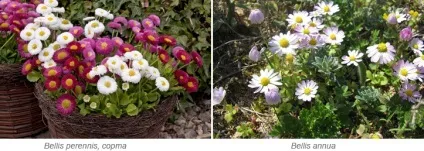 Вирощування маргариток з насіння, посадка і догляд в саду - сайт про рослини (посадка) Вирощування маргариток з насіння, посадка і догляд в саду - сайт про рослини