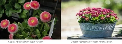 Вирощування маргариток з насіння, посадка і догляд в саду - сайт про рослини (насіння) Вирощування маргариток з насіння, посадка і догляд в саду - сайт про рослини
