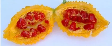 Вирощування момордики (момордики) вирощування момордики