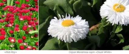Вирощування маргариток з насіння, посадка і догляд в саду - сайт про рослини (догляд) Вирощування маргариток з насіння, посадка і догляд в саду - сайт про рослини
