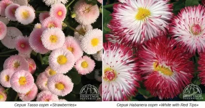 Вирощування маргариток з насіння, посадка і догляд в саду - сайт про рослини (насіння) Вирощування маргариток з насіння, посадка і догляд в саду - сайт про рослини