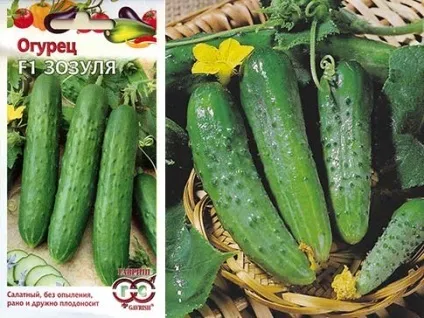 Високоврожайні огірки - сорти для відкритого грунту і теплиць