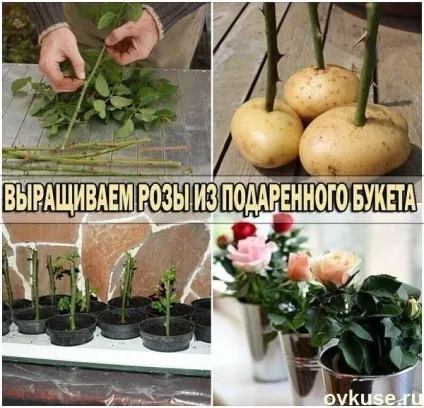 Виростити троянди з букета - прості рецепти (букета) Виростити троянди з букета - прості рецепти