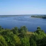 Шкідлива або корисний птах чайка (птах) Шкідлива або корисний птах чайка