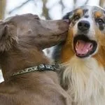 Виховання кішки, кота в домашніх услових (домашніх) Виховання кішки, кота в домашніх услових