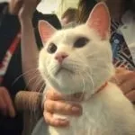 Виховання кішки, кота в домашніх услових (виховання) Виховання кішки, кота в домашніх услових