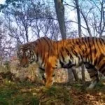 Виховання кішки, кота в домашніх услових (виховання) Виховання кішки, кота в домашніх услових
