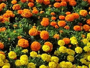 Час цвітіння квітів - календар садових рослин, мої ідеї для дачі та саду (цвітіння) Час цвітіння квітів - календар садових рослин, мої ідеї для дачі та саду
