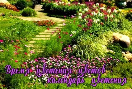 Час цвітіння квітів - календар садових рослин, мої ідеї для дачі та саду (цвітіння) Час цвітіння квітів - календар садових рослин, мої ідеї для дачі та саду