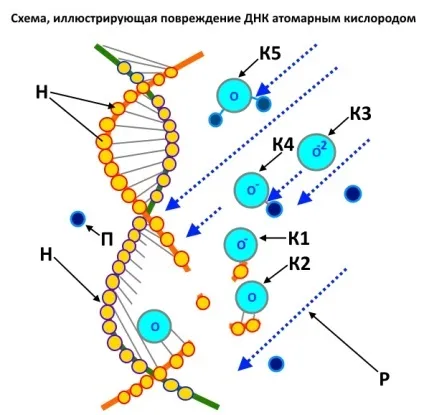 Шкода рентгена, шкода кт для організму, наскільки шкідливий рентген, чим небезпечний рентген, наскільки (небезпечний) Шкода рентгена, шкода кт для організму, наскільки шкідливий рентген, чим небезпечний рентген, наскільки
