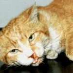 Вірусний імунодефіцит котів (ВІК, FIV) імунодефіцит