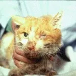 Вірусний імунодефіцит котів (ВІК, FIV) імунодефіцит