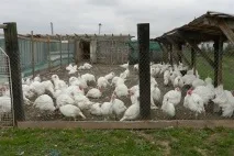 Вирощування індиків процес