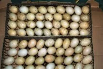 Вирощування індиків процес