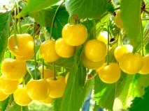 Вирощування черешні черешні