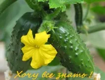 Вирощуємо огірки не в парнику, а на звичайній грядці вирощуємо