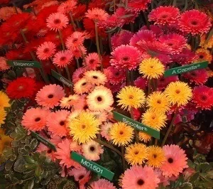Все про те, як доглядати за герберою в домашніх умовах поради, правила утримання, опис (герберою) Все про те, як доглядати за герберою в домашніх умовах поради, правила утримання, опис