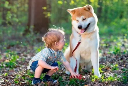 Всі японські породи собак з фотографіями і назвами, популярні в Японії (фотографіями) Всі японські породи собак з фотографіями і назвами, популярні в Японії
