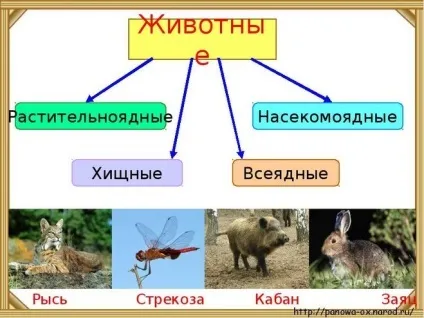 Всеїдні тварини, приклади наведіть приклади всеїдних тварин (тварини) Всеїдні тварини, приклади наведіть приклади всеїдних тварин