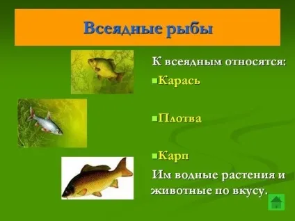 Всеїдні тварини, приклади наведіть приклади всеїдних тварин (всеїдні) Всеїдні тварини, приклади наведіть приклади всеїдних тварин