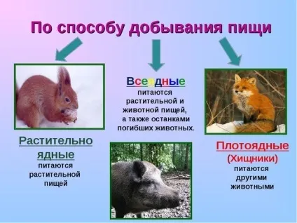 Всеїдні тварини, приклади наведіть приклади всеїдних тварин (тварини) Всеїдні тварини, приклади наведіть приклади всеїдних тварин