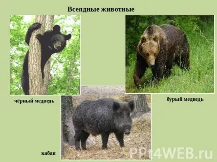Всеїдні тварини, приклади наведіть приклади всеїдних тварин (всеїдні) Всеїдні тварини, приклади наведіть приклади всеїдних тварин