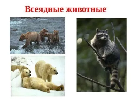 Всеїдні тварини, приклади наведіть приклади всеїдних тварин (всеїдні тварини приклади) Всеїдні тварини, приклади наведіть приклади всеїдних тварин