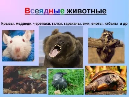 Всеїдні тварини, приклади наведіть приклади всеїдних тварин (тварини) Всеїдні тварини, приклади наведіть приклади всеїдних тварин