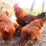 Характеристика порід курей шейвер браун і уайт з фотографіями та відгуками фермерів (шейвер) Характеристика порід курей шейвер браун і уайт з фотографіями та відгуками фермерів