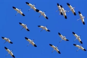 Хочу все знати куди відлітають журавлі · добру пораду · міські новини Горлівка (куди) Хочу все знати куди відлітають журавлі · добру пораду · міські новини Горлівка