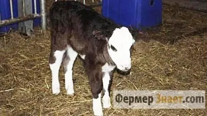 Ярославська порода корів розведення і відмінні характеристики ВРХ (ярославська) Ярославська порода корів розведення і відмінні характеристики ВРХ