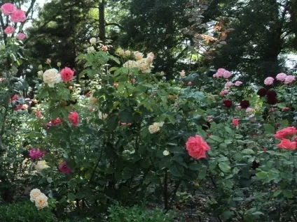 Ялта массандровский палац фото адресу як дістатися з Ялти, подорож у світ природи (ялта массандровский палац) Ялта массандровский палац фото адресу як дістатися з Ялти, подорож у світ природи