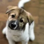 Мова жестів собак