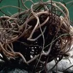 Змови проти волосатика швидко позбавлять вас від цієї проблеми (проблеми) Змови проти волосатика швидко позбавлять вас від цієї проблеми