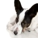 Мова жестів собак