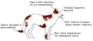 Мова жестів собак