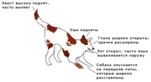 Мова жестів собак