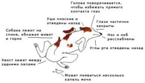 Мова жестів собак