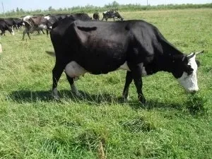 Ярославські молочні корови вся інформація про породу (породі) Ярославські молочні корови вся інформація про породу