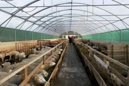 Загін для овець споруда і облаштування хліва (овець) Загін для овець споруда і облаштування хліва