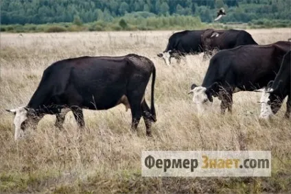 Ярославська порода корів розведення і відмінні характеристики ВРХ (корів) Ярославська порода корів розведення і відмінні характеристики ВРХ