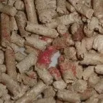 Запах з рота у кішки причини, як усунути і швидко позбутися, лікування (запах) Запах з рота у кішки причини, як усунути і швидко позбутися, лікування