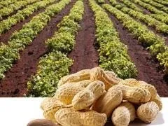 Смажений арахіс, користь і шкода продукту, арахісова дієта (арахіс) Смажений арахіс, користь і шкода продукту, арахісова дієта