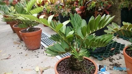 Замія догляд за квіткою в домашніх умовах