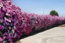 Жива огорожа на дачі своїми руками види, вибір рослин, посадка, обрізка, догляд, фото, відео (жива) Жива огорожа на дачі своїми руками види, вибір рослин, посадка, обрізка, догляд, фото, відео